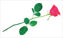 pangborn-rose